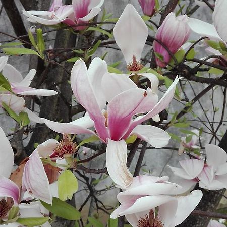 La Magnolia Appartamento Cascina Bagian luar foto