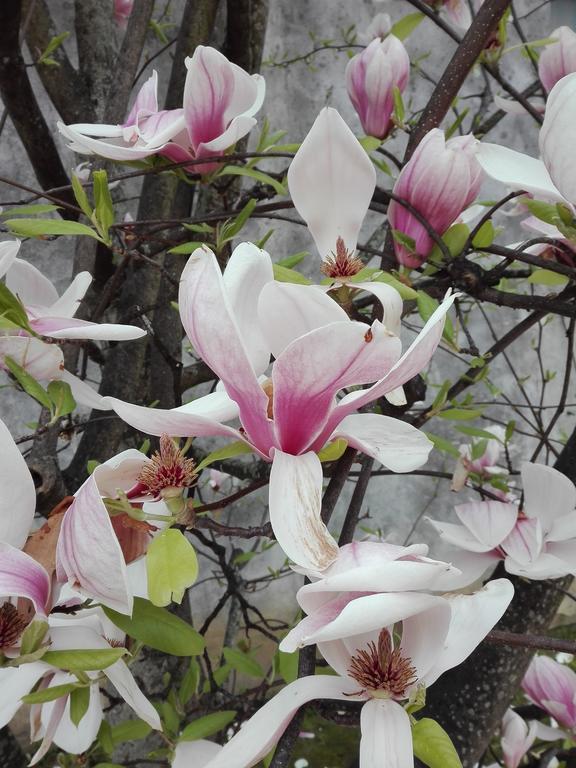 La Magnolia Appartamento Cascina Bagian luar foto